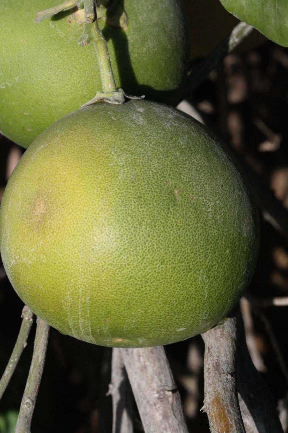            Immature fruit (Riverside, CA)   